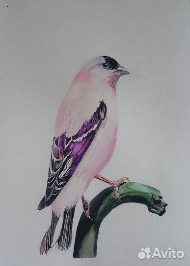 Картина акварель птицы