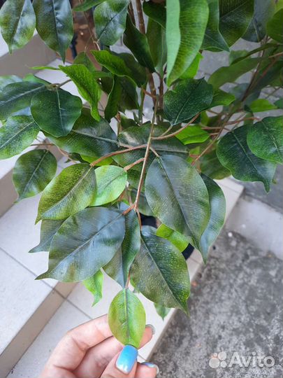 Искусственное дерево фикус