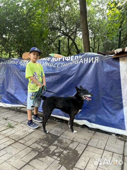 Собака в добрые руки