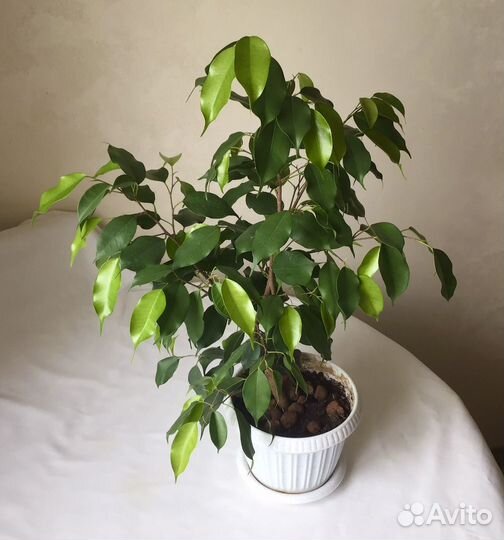 Фикус бенджамина большой отросток в горшке