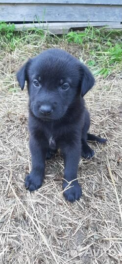 Щенки лабрадора