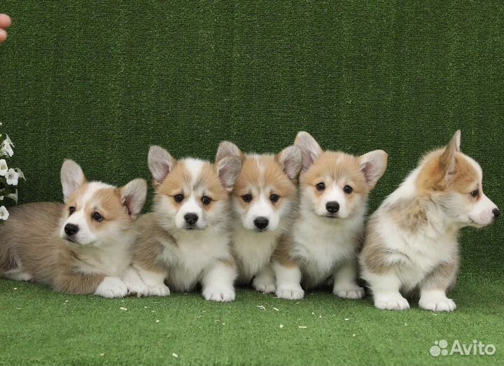 Вельш-корги пемброк щенки
