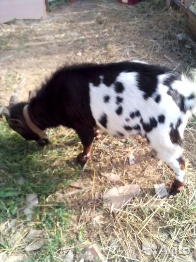 Камерунский козел