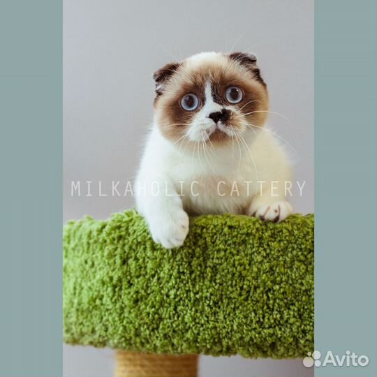 Скоттиши от Milkaholic Cattery