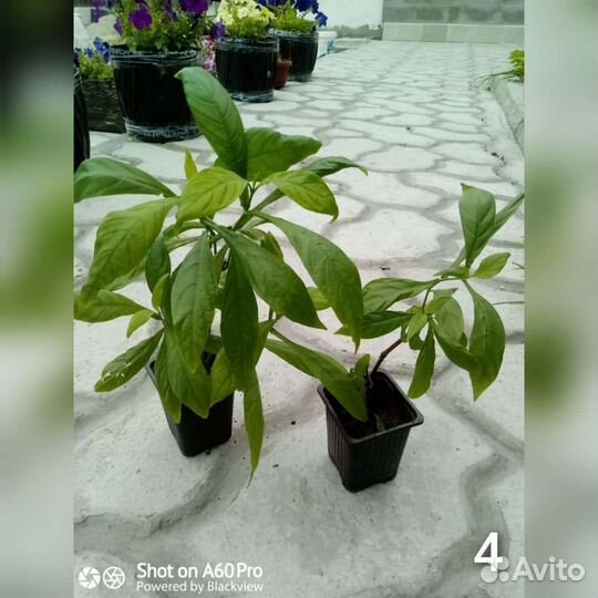 Комнатные растения