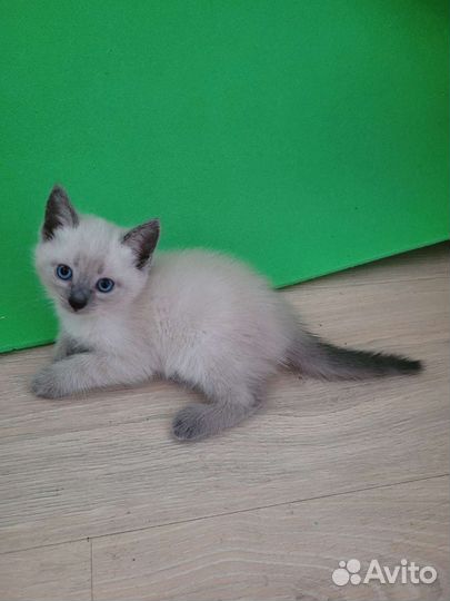 Сиамский котенок