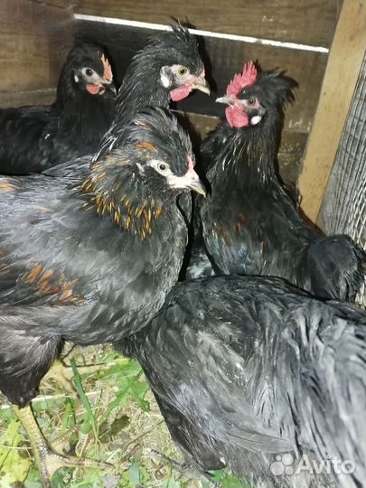 Молодые петушки помесные и Ухейилюи