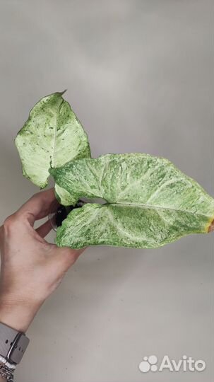 Сингониум фриклес