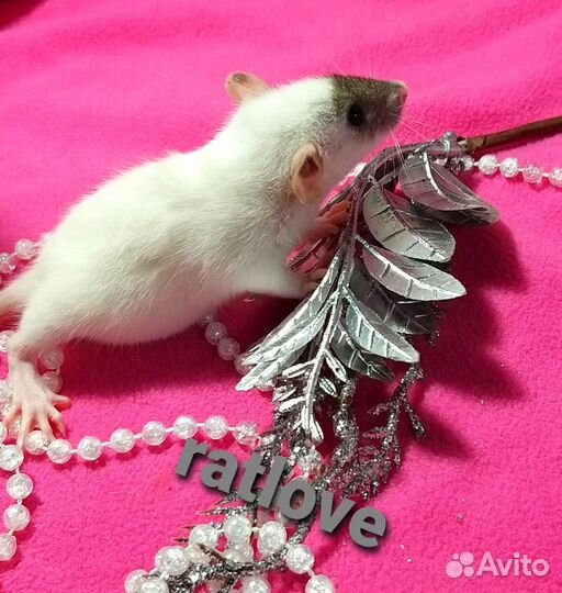 Крысята дамбо редкие маркировки,мальчики