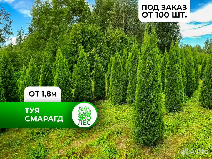 Туя смарагд от 180 cм под заказ из питомника