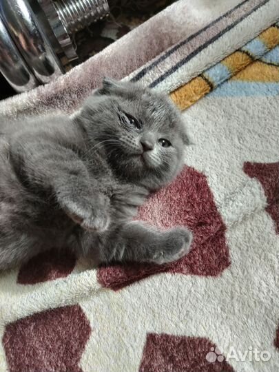 Британский котенок