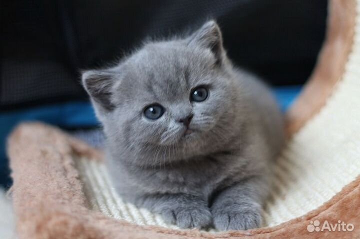 Шотландская девчушка, Скоттиш Страйт