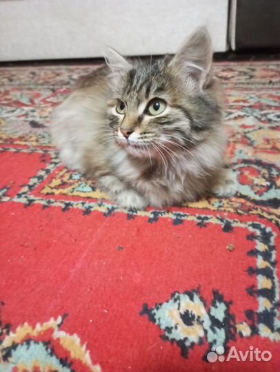 Котенок
