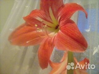 Гиппиаструм (комнатная лилия)