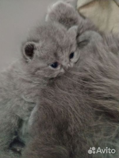 Британские котята