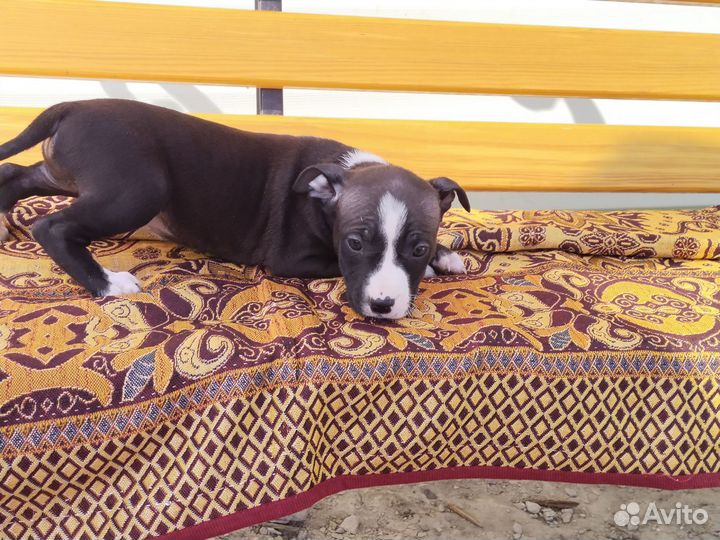 Щенки американского стаффордширского терьера