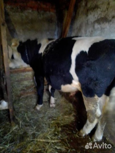 Продам бычков с откорма