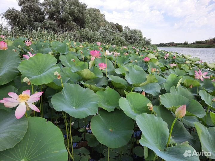 Охота и рыбалка