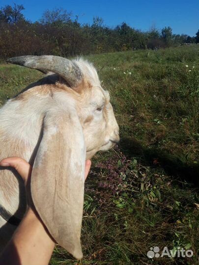 Нубийский козел. Коза