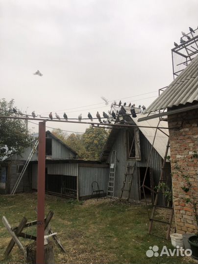 Продажа голубей