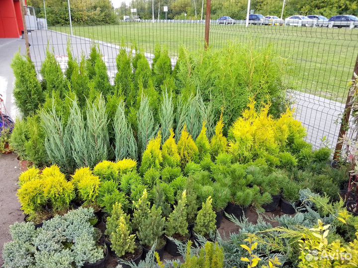 Туя смарагд. Туя брабанд