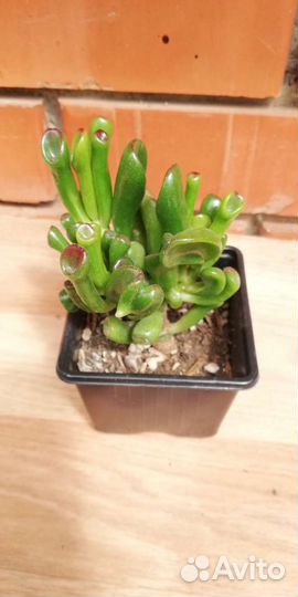 Крассула толстянка