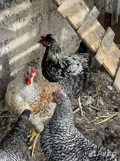 Куры молодки