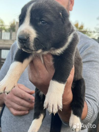 Щенки Алабая