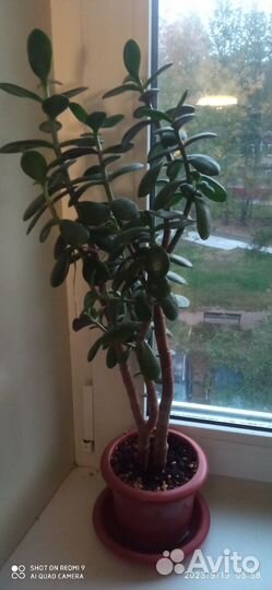 Кротон, Драцена, Денежное дерево