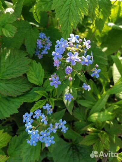 Люпин. Брунера. Ландыш. Молодило.Цветы многолетние