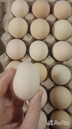 Инкубационное яйцо гергебильских кур