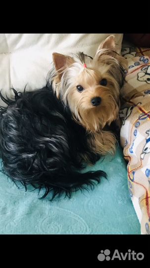 Йоркширский терьер