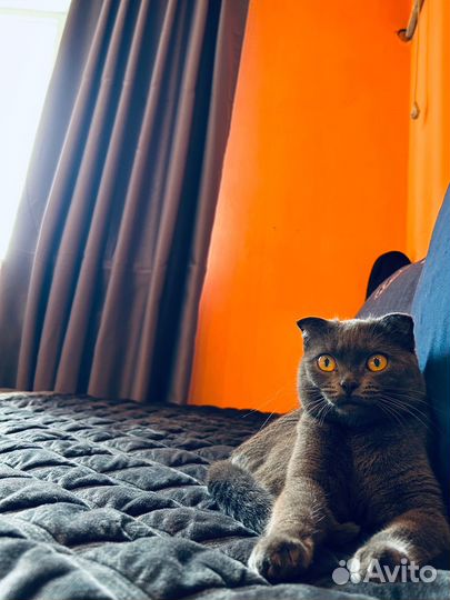 Шторы под заказ