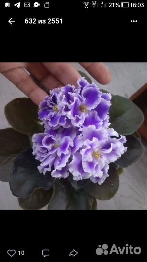 Фиалки срезом