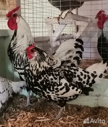 Инкубационное яйцо породных кур