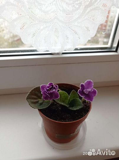 Сортовые фиалки