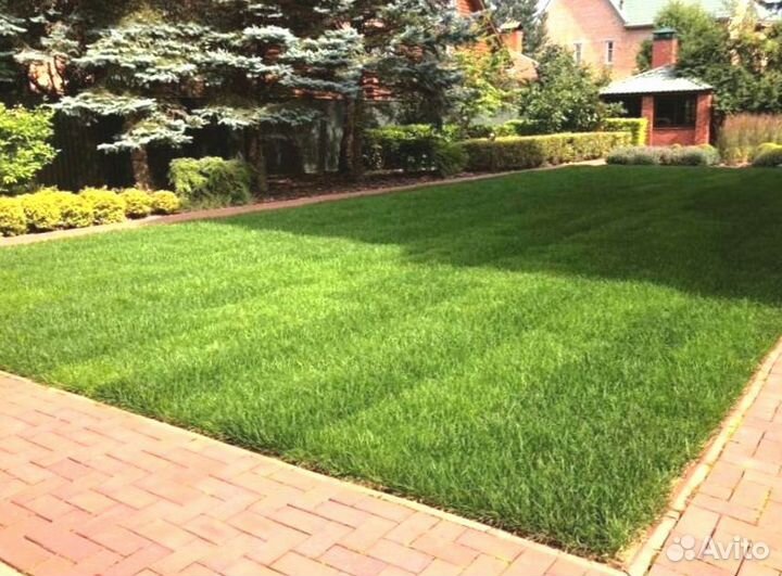 Рулонный газон 