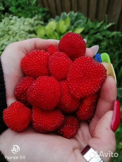 Малина тибетская