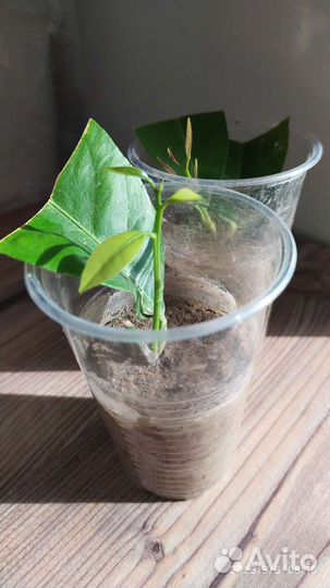 Лимон Лунарио