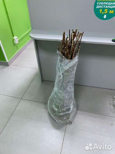 Саженцы малины ремонтантной полька