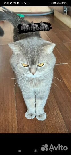 Кот для вязки Шотландец Бесплатно