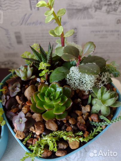 Флорариум, суккуленты