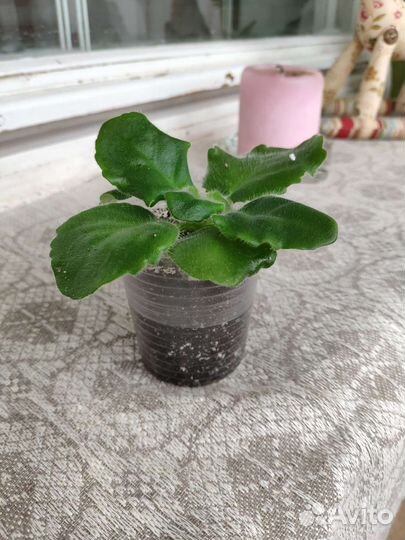 Фиалка махровая