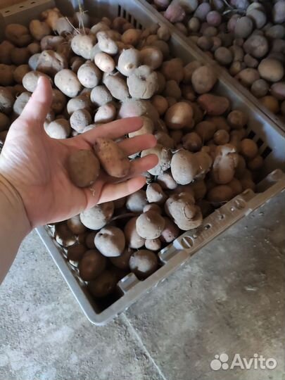 Картошка мелочь