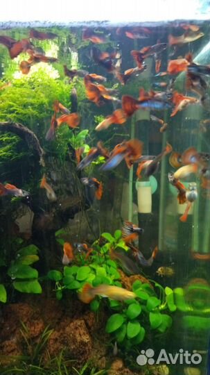 Аквариумные рыбки