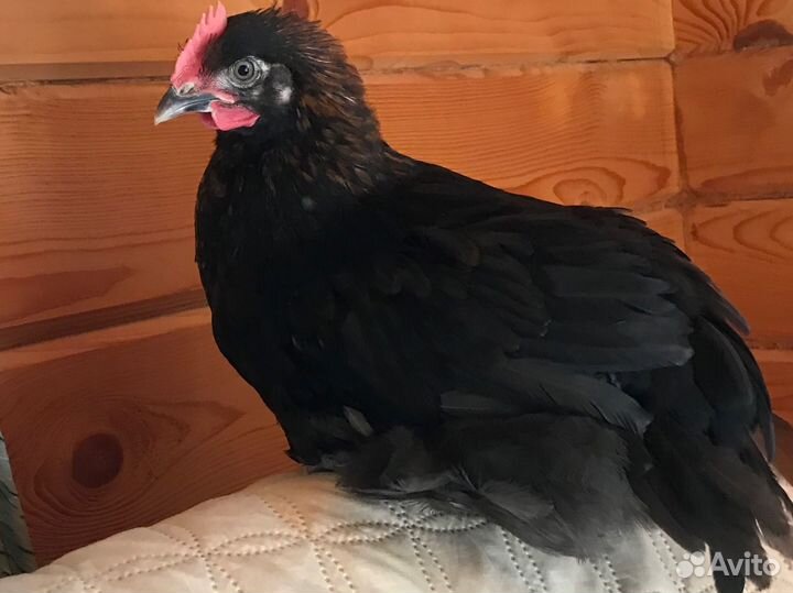 Маран чёрно-медный Петушок, 2 месяца