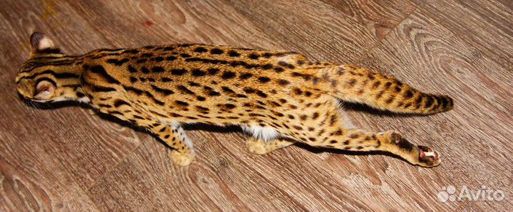Люция азиатская леопардовая кошка