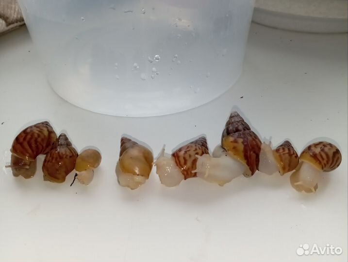 Улитки ахатины