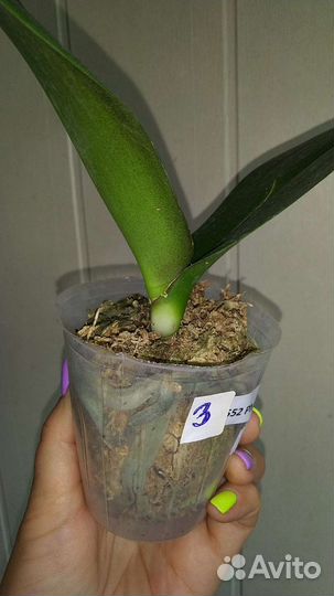 Орхидея Black Piano бабочка