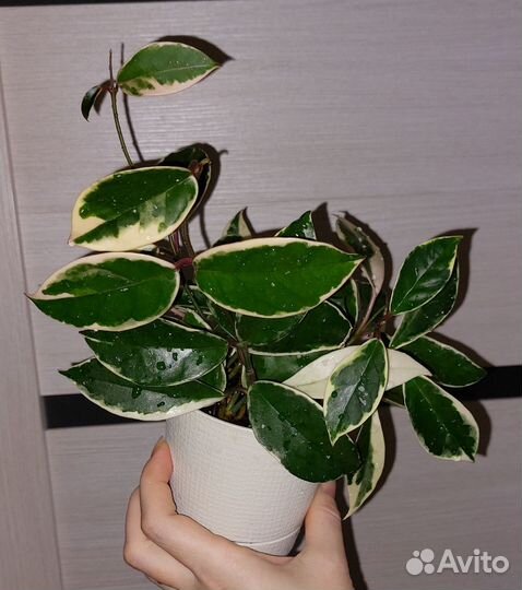 Хоя, сингониум